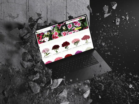 Laptop tussen beton met het Dianthus-assortiment en de verschillende bloemvarianten.